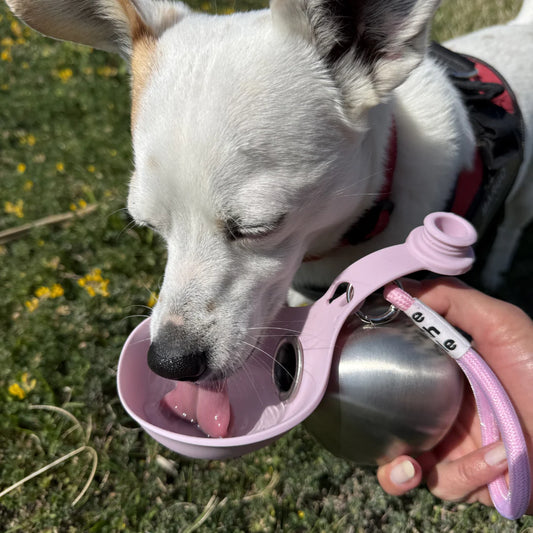 Dog Water Bottle with Bowl